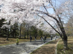 【札幌桜スポット】街中のオアシス・中島公園と、一緒に立ち寄りたいカフェをご紹介！