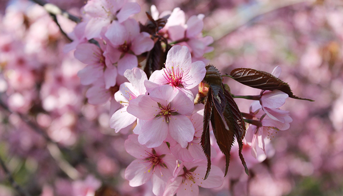 札幌の桜の名所 北海道の花スポット ポロコ読者モニターのみなさんに聞きました Poroco ポロコ 札幌がもっと好きになる おいしく 楽しく 札幌女子のためのwebサイト