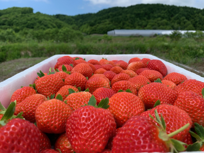 すずか農園 シンコウ”プロジェクト北海道 vol3.浦河町 かとう農園の『すずあかね