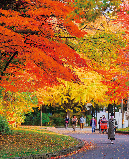 札幌で気軽に紅葉さんぽ「中島公園」、おすすめ立ち寄りスポット
