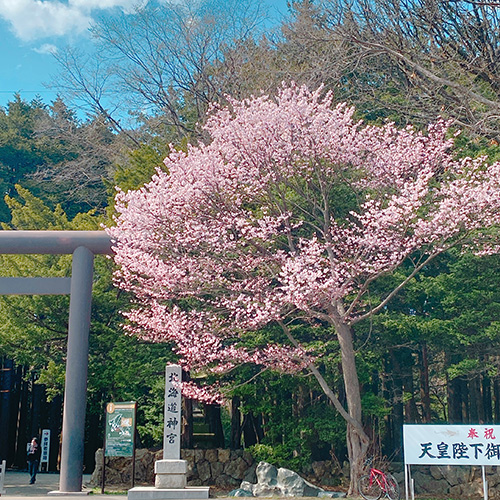 札幌の桜の名所 北海道の花スポット ポロコ読者モニターのみなさんに聞きました Poroco ポロコ 札幌がもっと好きになる おいしく 楽しく 札幌 女子のためのwebサイト