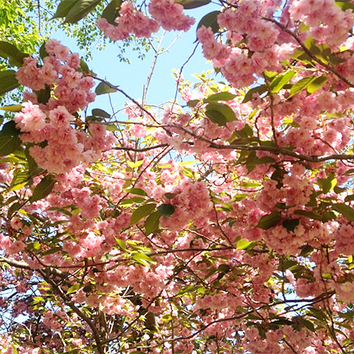 札幌の桜の名所 北海道の花スポット ポロコ読者モニターのみなさんに聞きました Poroco ポロコ 札幌がもっと好きになる おいしく 楽しく 札幌 女子のためのwebサイト