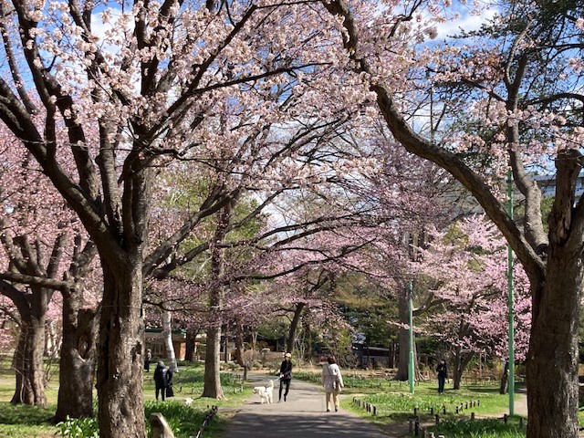円山エリア・桜の様子 最新情報｜poroco ポロコ｜札幌がもっと好きに