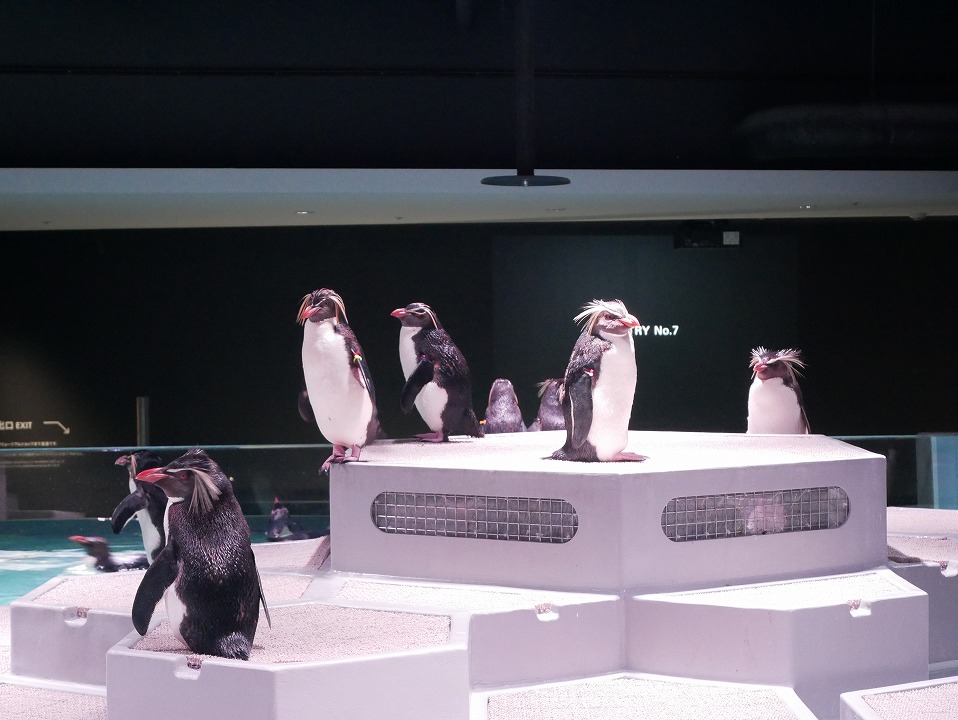 札幌】狸小路にオープンする都市型水族館「AOAO SAPPORO」へ行ってき