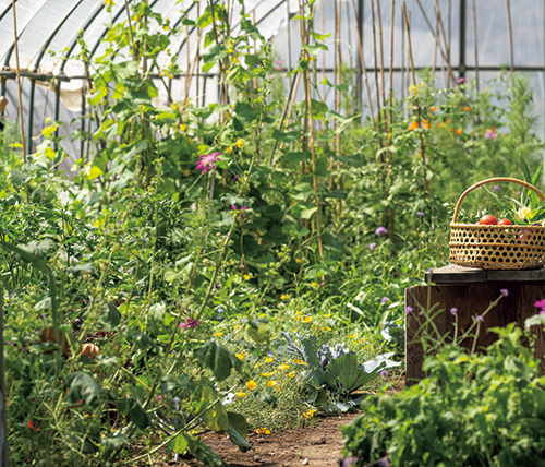 谷口めぐみ農園・写真