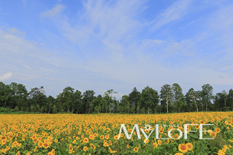 MyLoFE サンプル01