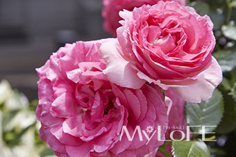 MyLoFE サンプル05