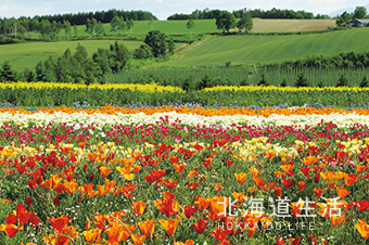 北海道生活 サンプル06