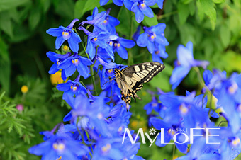 MyLoFE サンプル08