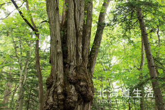 北海道生活 サンプル08