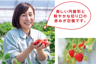 美しい円錐形と鮮やかな切り口の赤みが自慢です。
