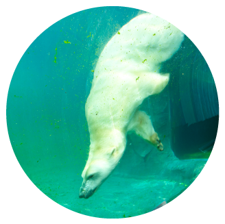 ホッキョクグマ館1