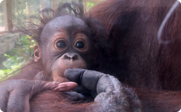 ホルネオオランウータンの赤ちゃん