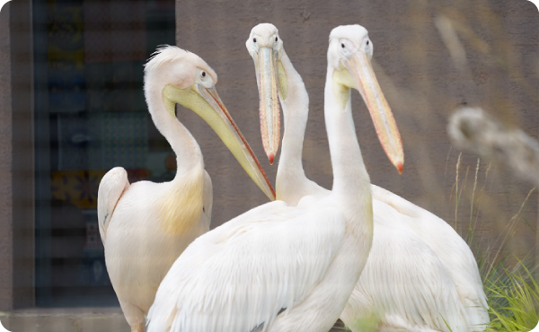 モモイロペリカン