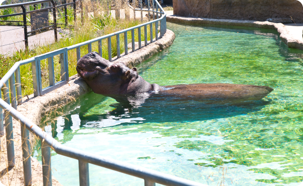 アフリカゾーン