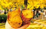 さっぽろ焼き芋テラス2025が10月24日（金）～11月3日（月・祝）に開催