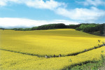 【北海道】菜の花シーズンに訪れたい安平町｜新ワイナリーと楽しむ日帰りスポット
