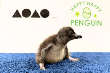 AOAO SAPPOROで赤ちゃんペンギンに会える！成長を祝うイベントを4/18(土)より開催