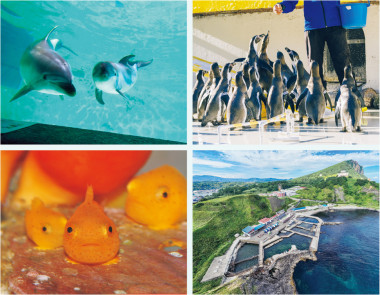 改めて行きたい！「おたる水族館」 おすすめの見どころを飼育員さんに聞きました